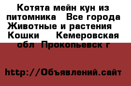 Котята мейн-кун из питомника - Все города Животные и растения » Кошки   . Кемеровская обл.,Прокопьевск г.